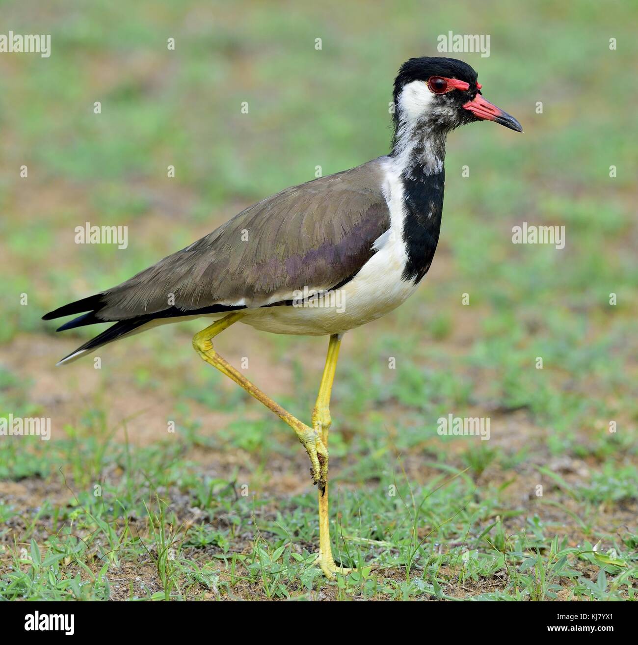 Die rot-Gelbstirn-blatthühnchen Kiebitz (Vanellus indicus) ist ein KIEBITZ oder große plover Stockfoto