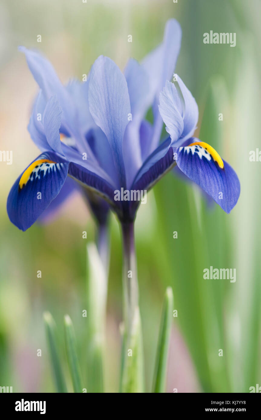 IRIS RETICULATA HARMONIE Stockfoto