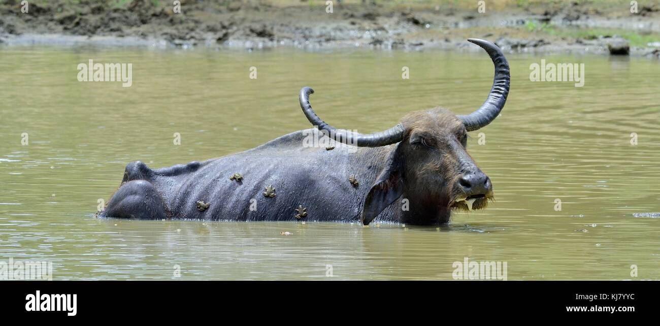 Wasserbüffel und Frösche. Erfrischung des Wasserbüffels. männliche Wasserbüffel baden in den Teich in Sri Lanka der Sri Lanka Wilde Wasserbüffel (bubal Stockfoto