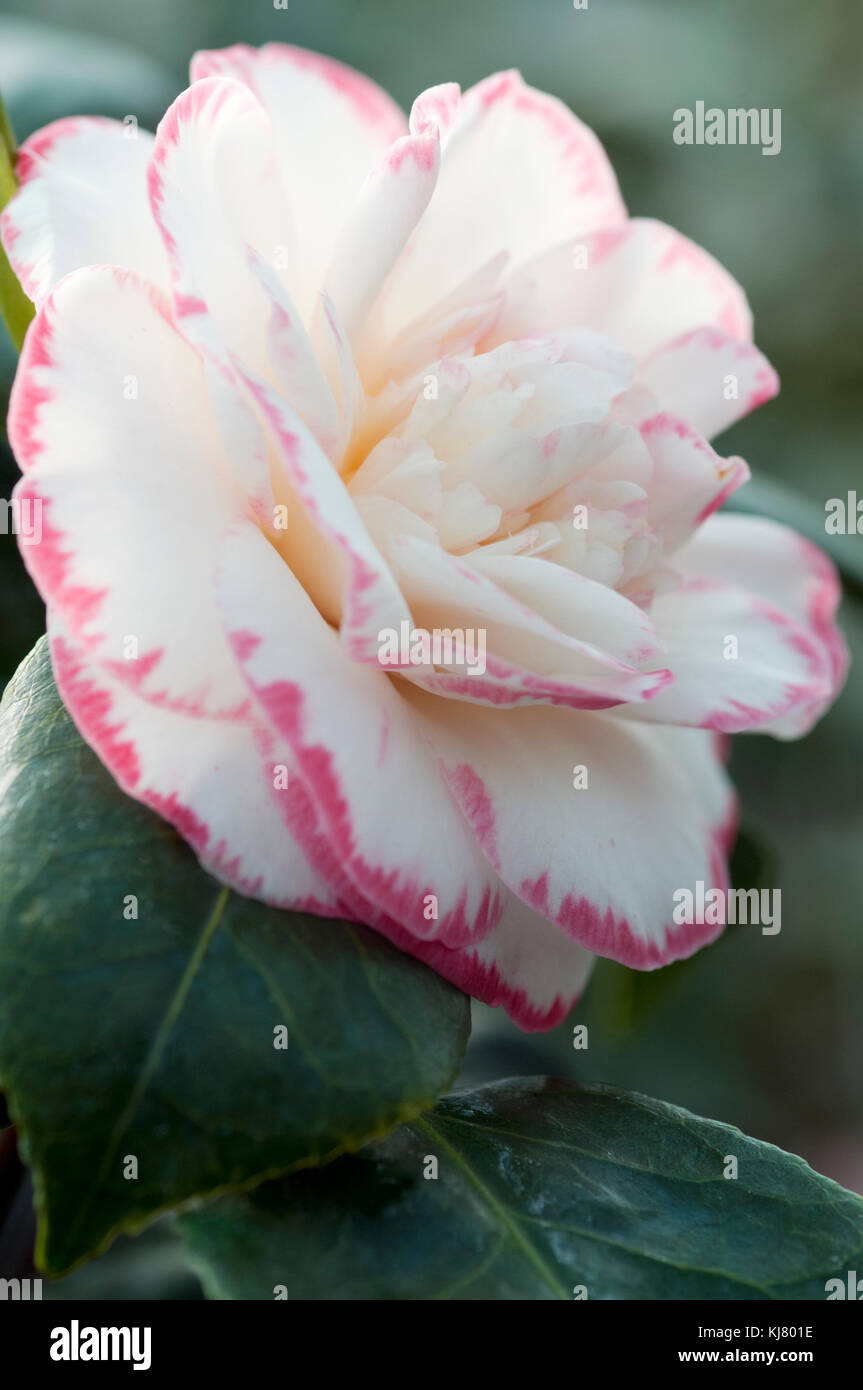 CAMELLIA JAPONICA MARGARET DAVIS Stockfoto