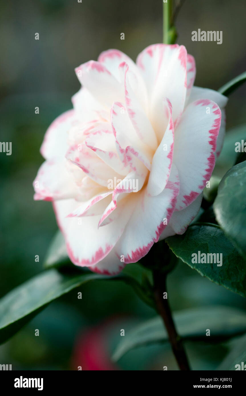 CAMELLIA JAPONICA MARGARET DAVIS Stockfoto