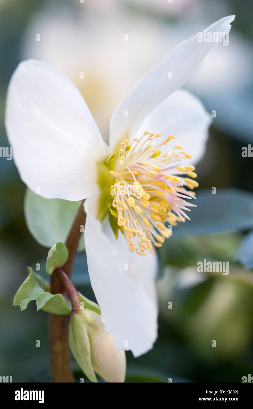 HELLEBORUS NIGER Stockfoto