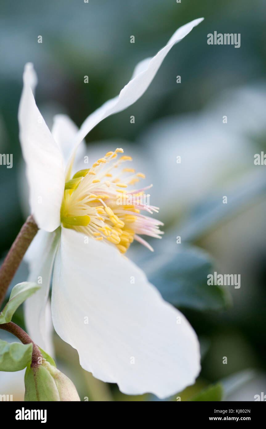 HELLEBORUS NIGER Stockfoto