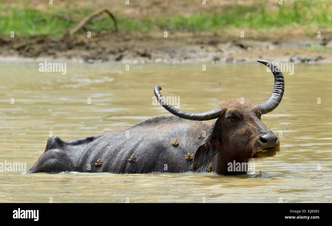 Wasserbüffel und Frösche. Erfrischung des Wasserbüffels. männliche Wasserbüffel baden in den Teich in Sri Lanka der Sri Lanka Wilde Wasserbüffel (bubal Stockfoto