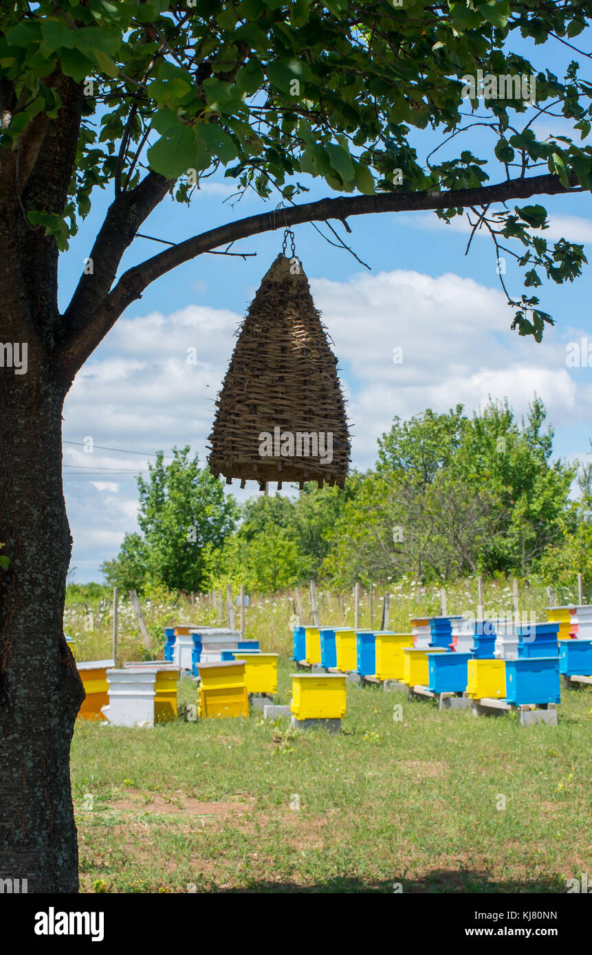 Imkerei. Bienenhives. Uralter Bienenstock an einem Baum. Trap Biene schwärmt. Stockfoto