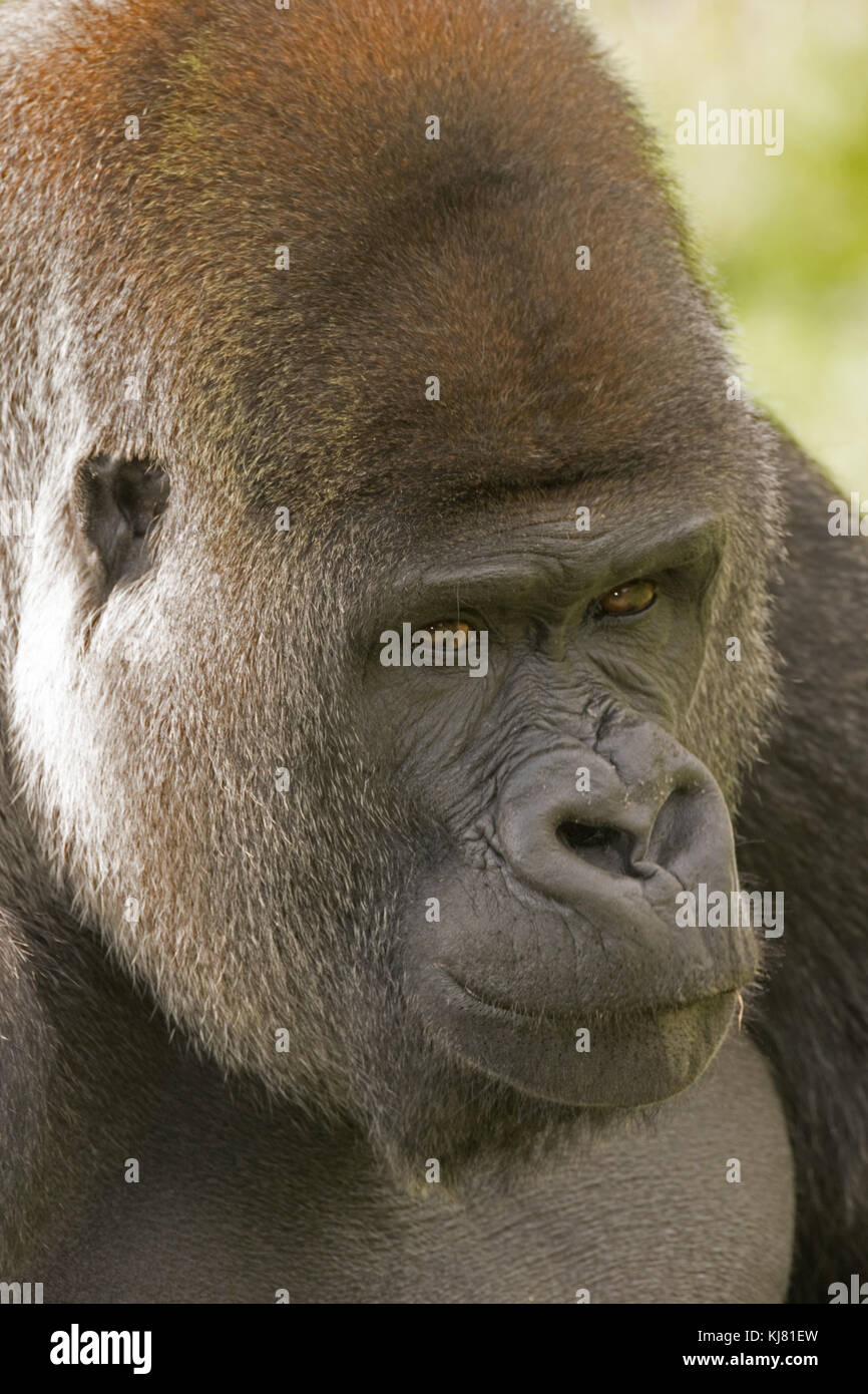 Schauen Sie sich das für ein furchtsames Gorilla anstarren! Stockfoto