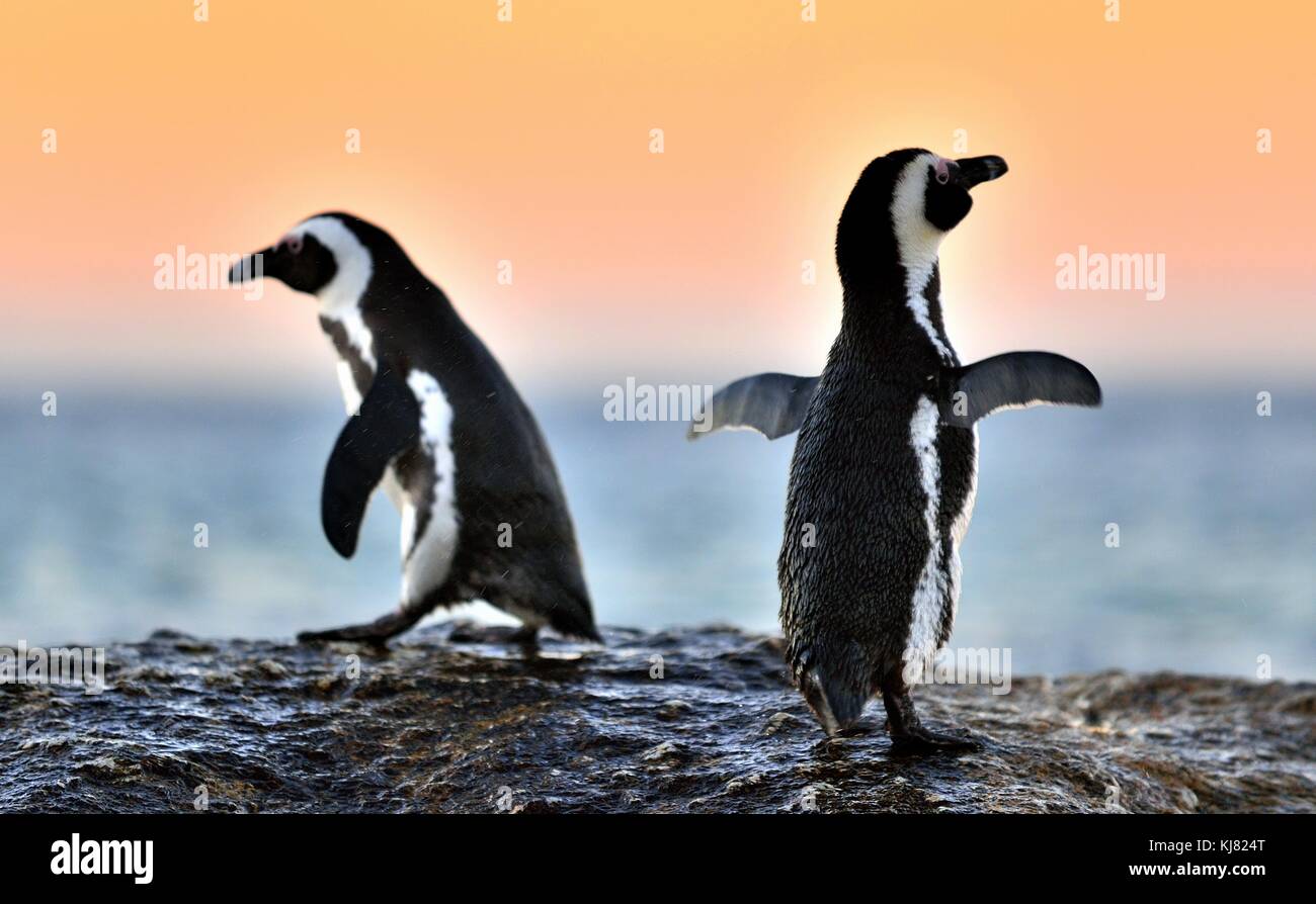 Der afrikanische Pinguin (spheniscus demersus). Südafrika Stockfoto
