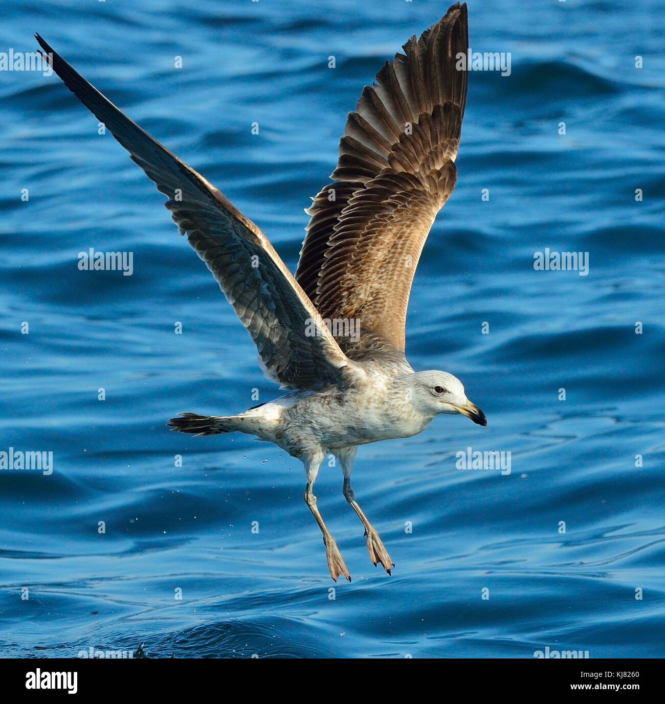 Fliegen Jugendliche kelp Möwe (Larus dominicanus), auch als der Dominikaner Möwe und schwarz unterlegt Kelp Gull. blaue Wasser des Ozeans Hintergrund bekannt. Falsch Stockfoto