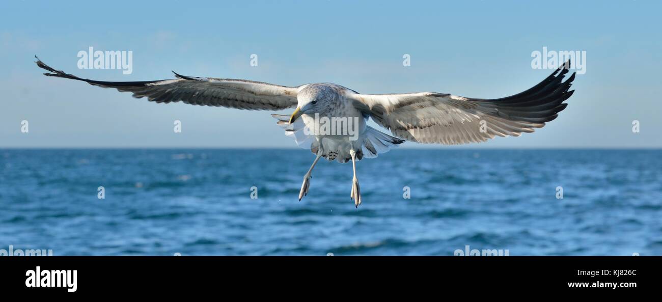 Fliegen Jugendliche kelp Möwe (Larus dominicanus), auch als der Dominikaner Möwe und schwarz unterlegt Kelp Gull. blaue Wasser des Ozeans Hintergrund bekannt. Falsch Stockfoto