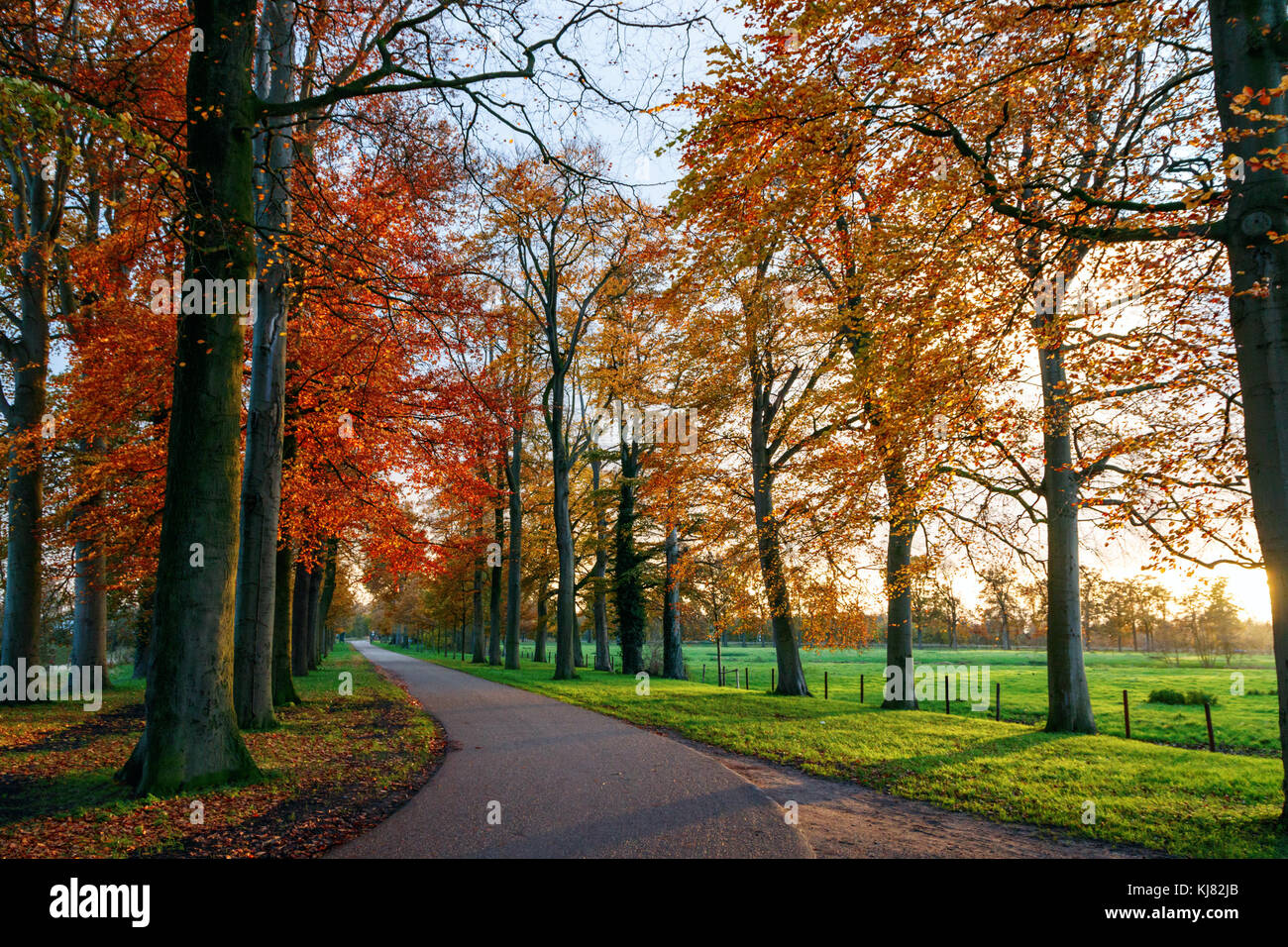 Grüne Felder mit Bäumen (Buche, Fagus sylvatica) im Herbst Farben bei Sonnenuntergang entlang der Koningslaan (Kings Avenue), Bunnik, Niederlande. Stockfoto