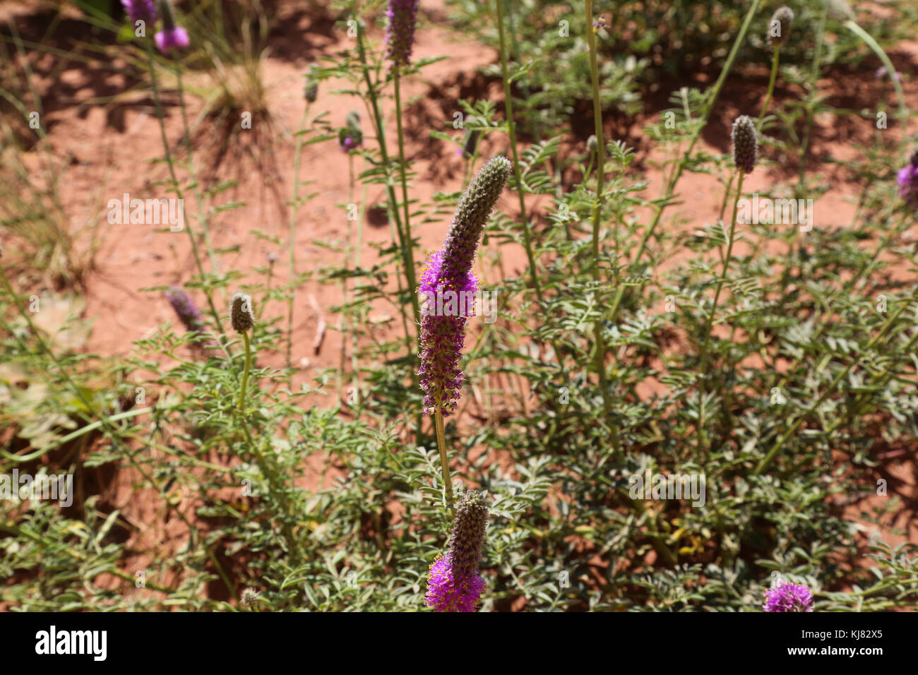 Purple-Gespan-Kleeblatt entlang des Timber Creek Overlook Trail Auf der nordwestlichen Seite des Zion National Park Stockfoto