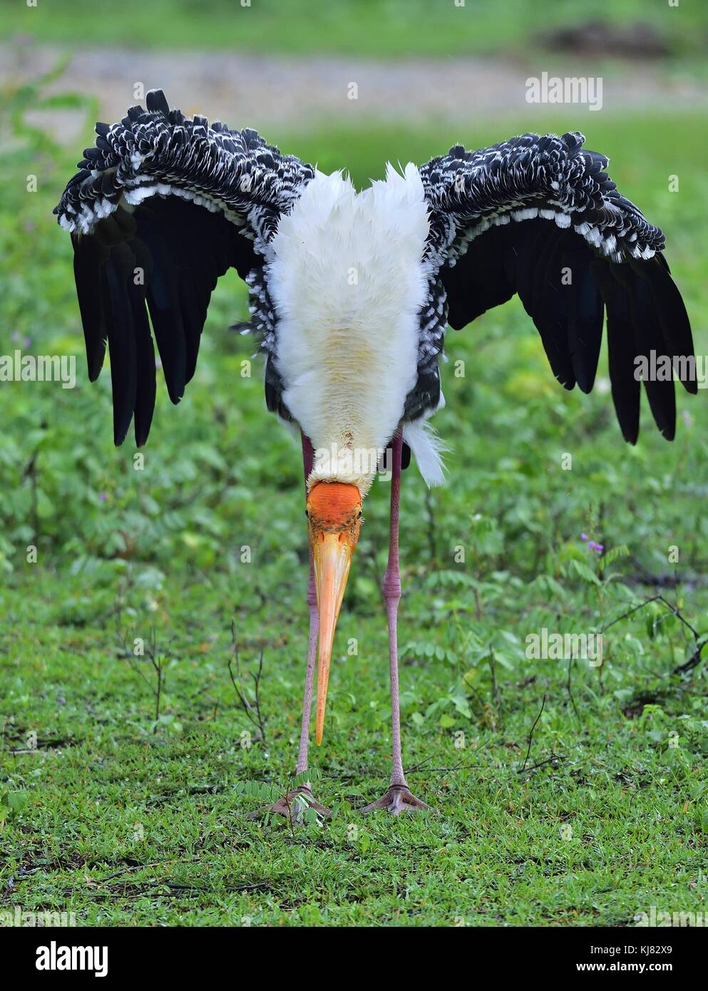 Malte Storch mit offenen Flügeln auf dem grünen Gras Hintergrund. Die bemalte Stork (mycteria leucocephala) ist eine Storchenfamilie. Sri Lanka Stockfoto