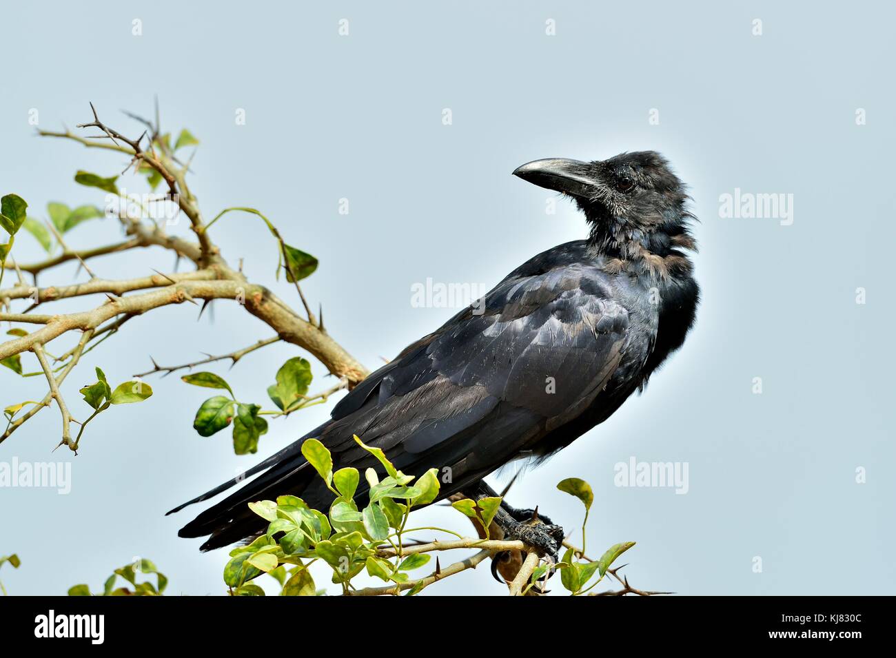 Krächzen Krähen. den indischen Dschungel Krähen (Corvus culminatus) auf dem Ast. und blauer Himmel Stockfoto