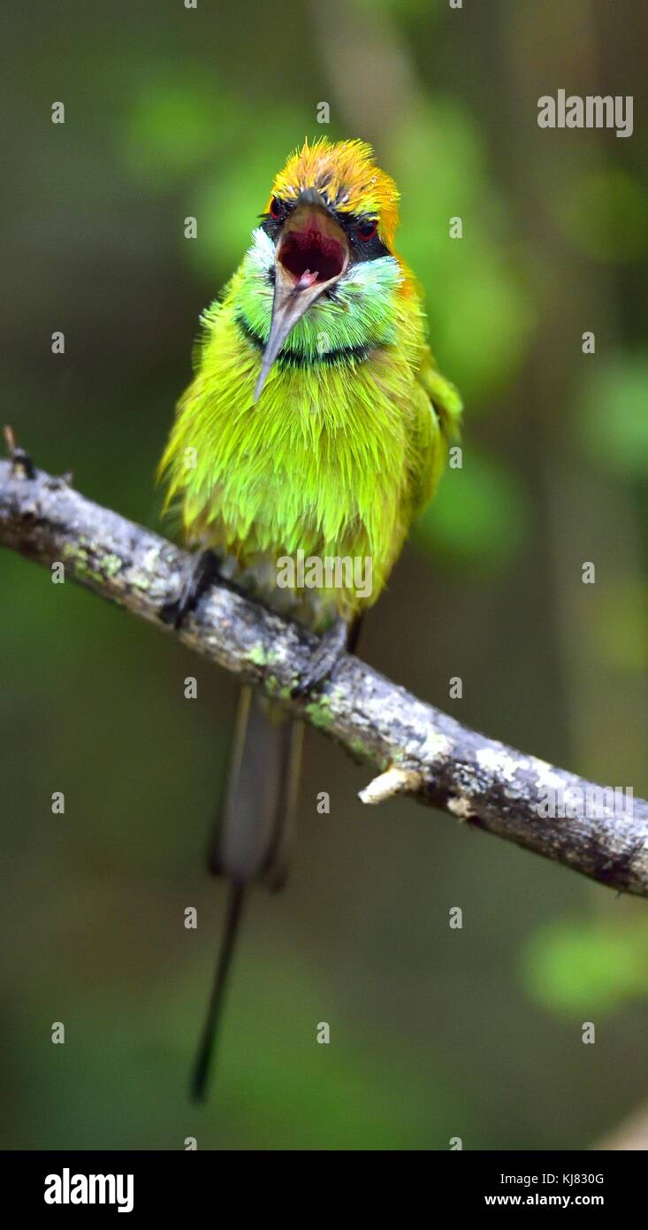 Bee-eater mit offenem Schnabel auf den Zweig. natürlichen, grünen Hintergrund. Die grüne Bienenfresser. merops orientalis (manchmal kleine grüne Bee-eater). Sri Lan Stockfoto