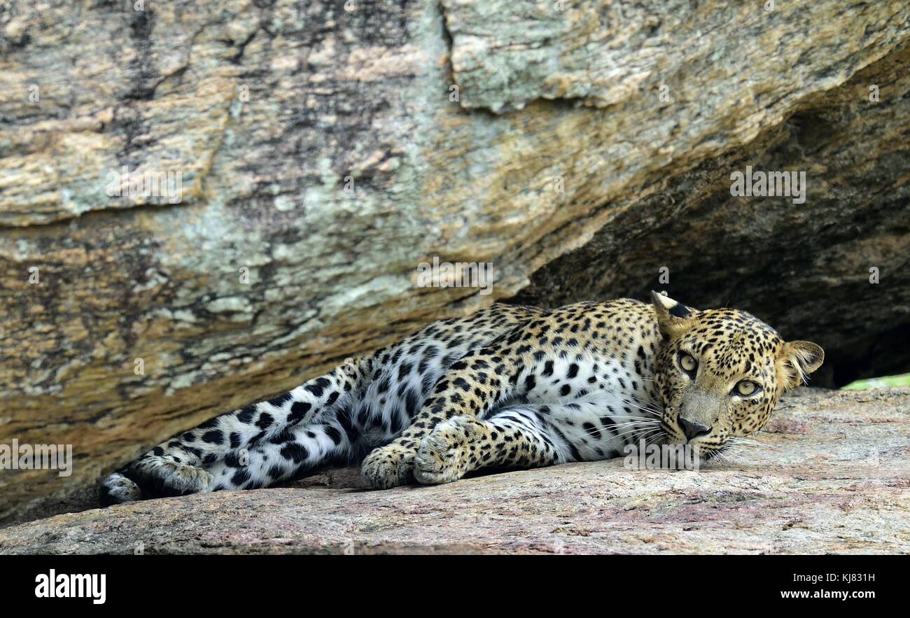 Leopard auf einem Rock. das Weibchen von Sri Lanka Leopard (panthera Pardus kotiya). Sri Lanka Yala National Park. Stockfoto