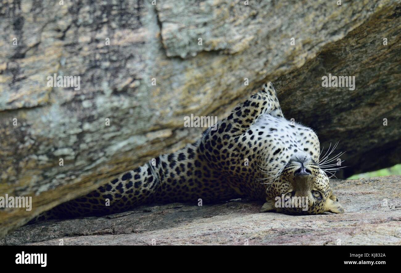 Leopard auf einem Rock. das Weibchen von Sri Lanka Leopard (panthera Pardus kotiya). Sri Lanka Yala National Park. Stockfoto