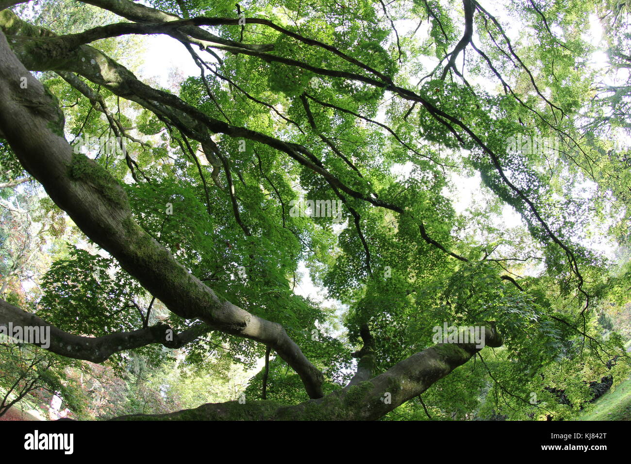 Landschaft der Reifen japanischen Acer gesehen von unten, Westonbirt Arboretum, Gloucestershire, VEREINIGTES KÖNIGREICH Stockfoto