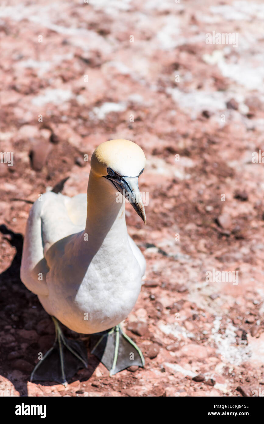 Eine Schmutzig weiße Gannett Vogel ständigen closeup mit Schnabel, Bill, flossen auf die Insel Bonaventure Klippe in Perce, Quebec, Kanada Stockfoto