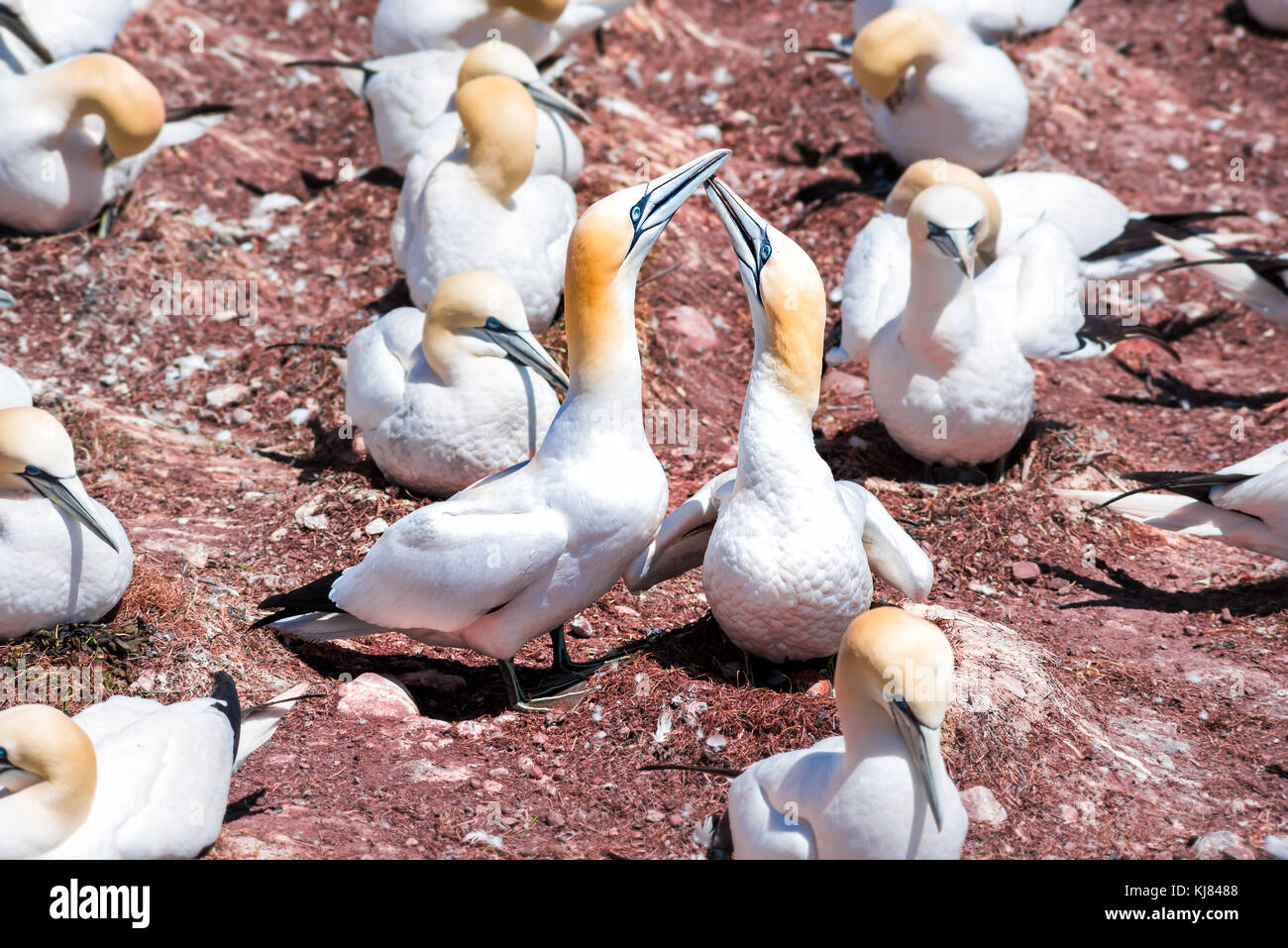 Paar Paar weiße Gannett Vogel sitzt auf ganze rote Ei mit Schale auf die Insel Bonaventure Klippe in Perce, Quebec, Kanada Stockfoto