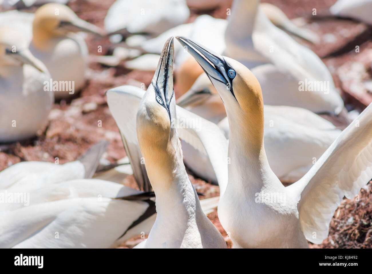 Paar Paar weiße Gannett Vogel sitzt auf ganzes Ei mit Schale auf die Insel Bonaventure Klippe in Perce, Quebec, Kanada Stockfoto