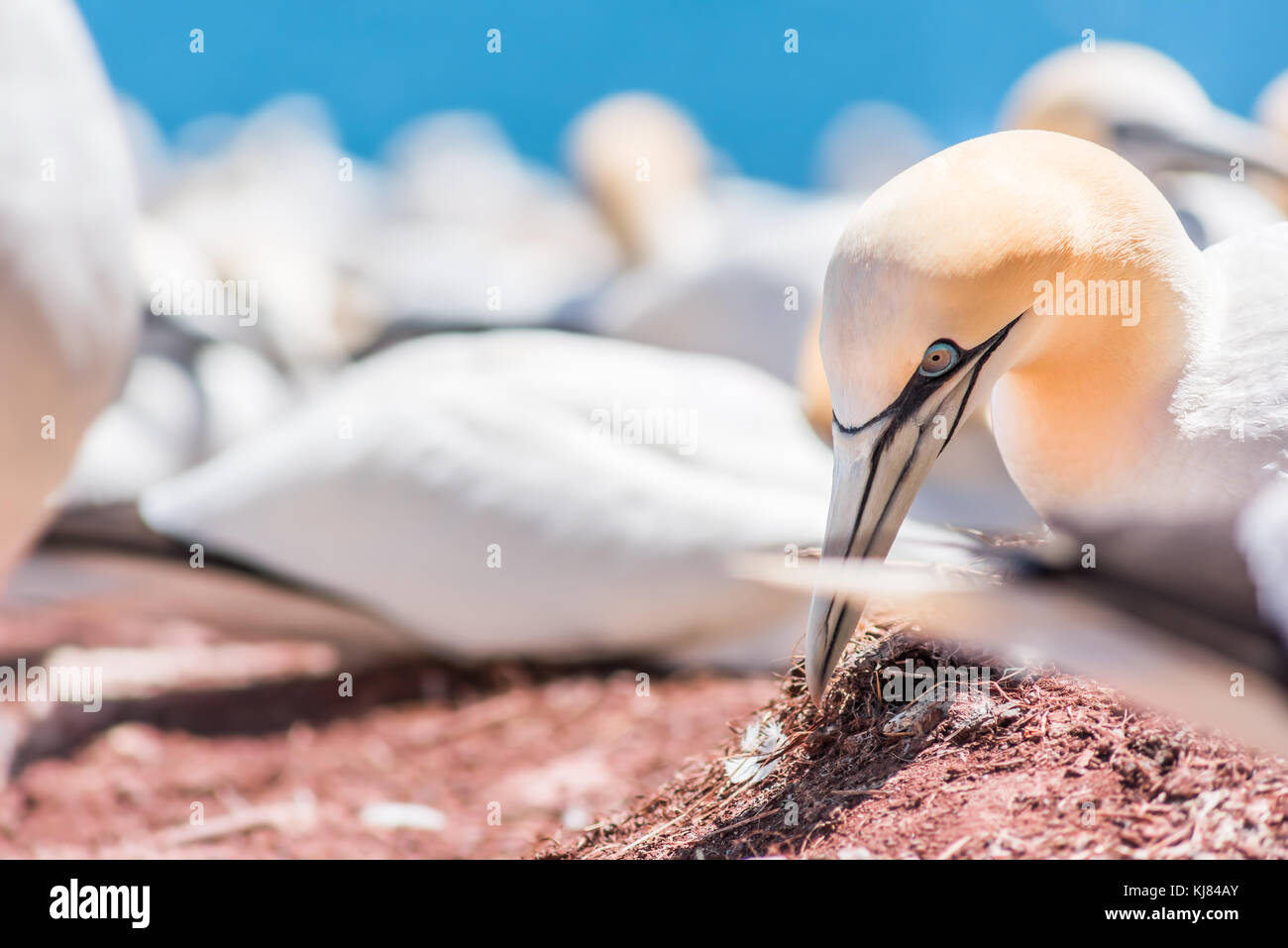 Extreme Nahaufnahme von Gannett vogel Gesicht Kopf mit blauen Augen thront im Nest auf dem Boden auf die Insel Bonaventure in Quebec, Kanada, Gaspesie, Gaspe region Stockfoto