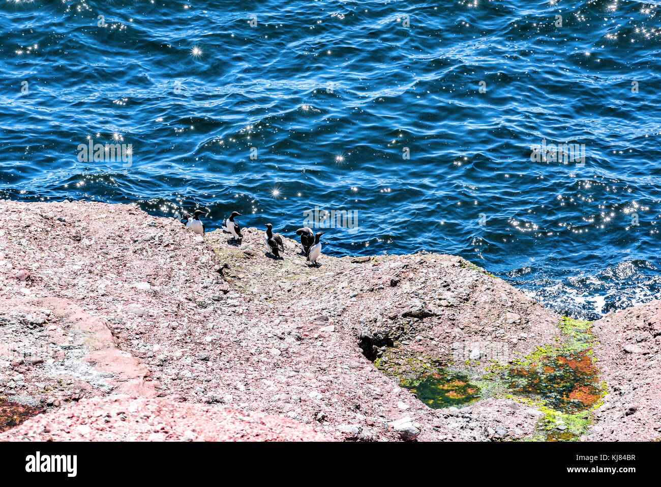 Viele Trottellummen schwarze Vögel thront auf Strand ufer Rock an der Trocknung auf die Insel Bonaventure in Gaspe Halbinsel, Quebec, Gaspesie Region mit funkelnden wa Stockfoto