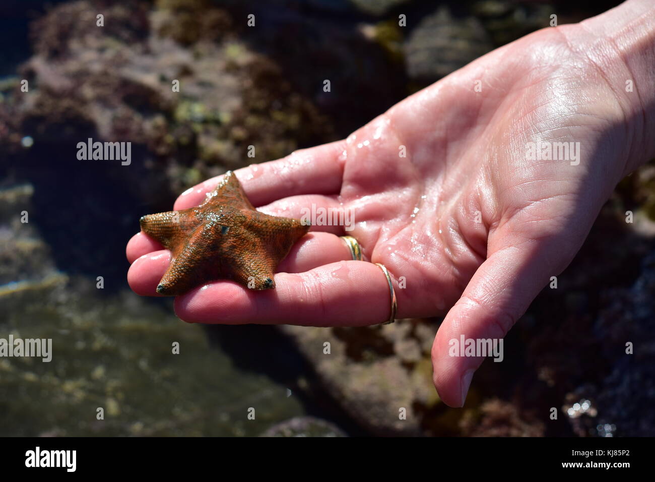 Blass orange cushion Sea Star Patiriella regularis in nassen Hand. Stockfoto