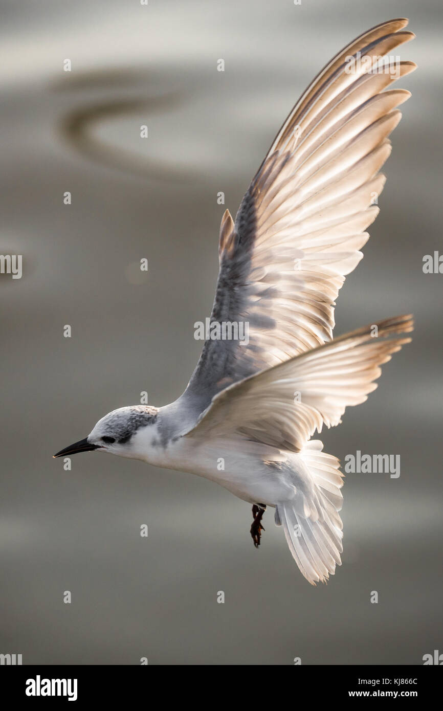 Baby Möwe das Fliegen und offenen Flügeln in der Luft an Bangpu Strand, Samutprakarn Provinz von Thailand. Möwen fliegen von Norden jeden Winter Bangpu seaso Stockfoto