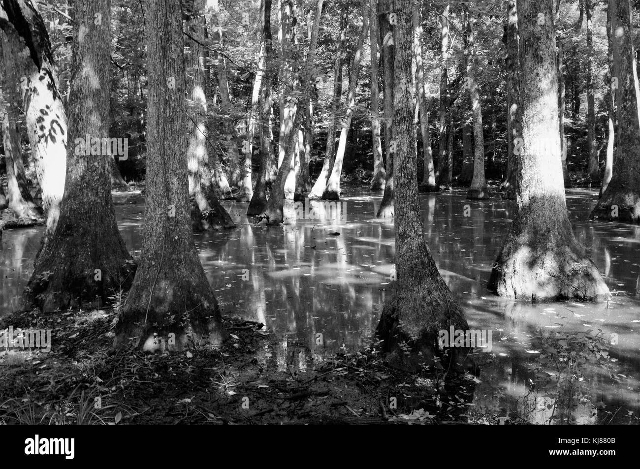 Cypress Swamp auf der Natchez Parkway in Madison County, Kanton, Mississippi Stockfoto