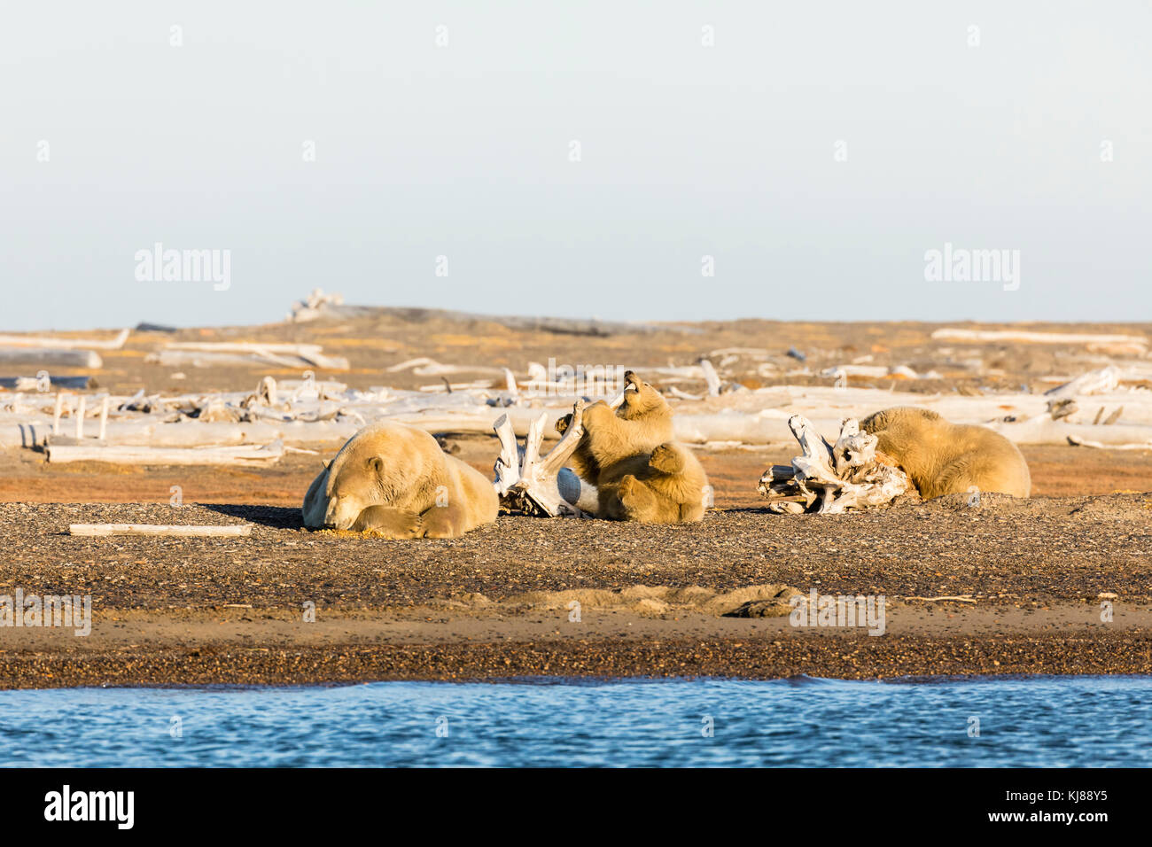 Säen Sie Eisbären und Jungtiere, die auf der Spuppe entlang der Beaufort-See auf der Barter Island in Kaktovik, Alaska, ruhen. Stockfoto