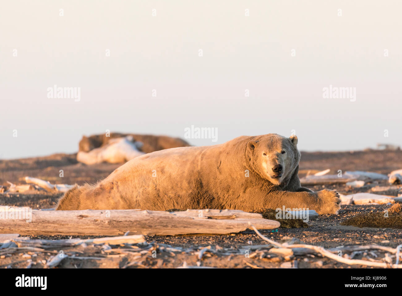 Eisbären ruhen auf der Spucken entlang der Beaufort Sea auf der Barter Island in Kaktovik, Alaska. Stockfoto