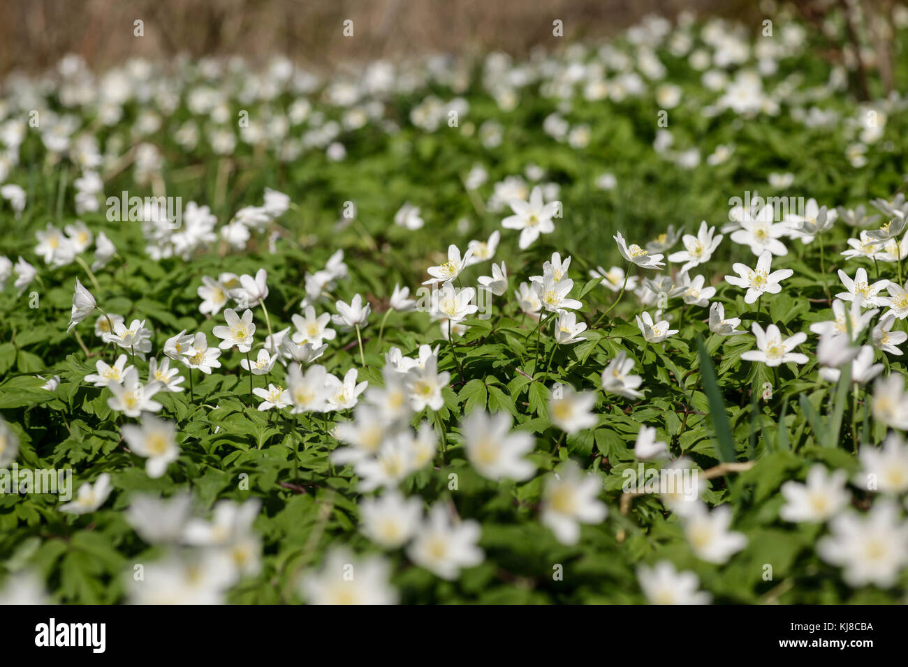 Frühlingsblüher Annemone Stockfoto