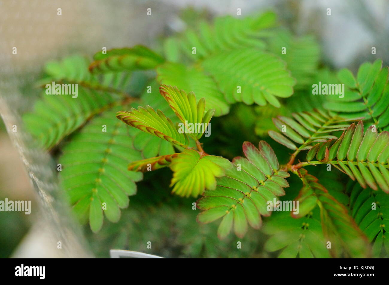 Mimosa ist eine besondere Blume Pflanze im Garten, angezeigt. Stockfoto