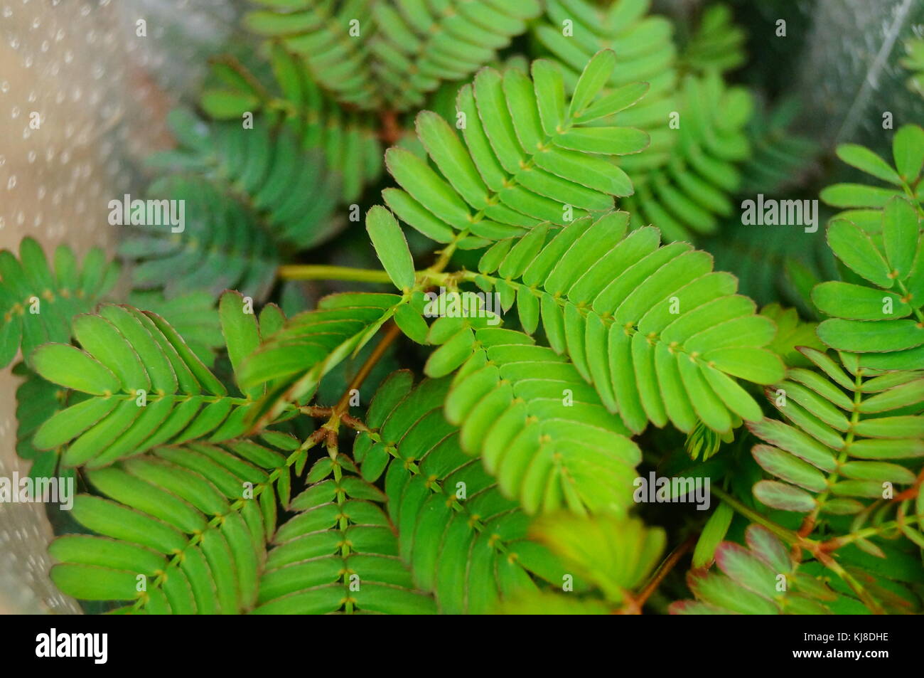 Mimosa ist eine besondere Blume Pflanze im Garten, angezeigt. Stockfoto