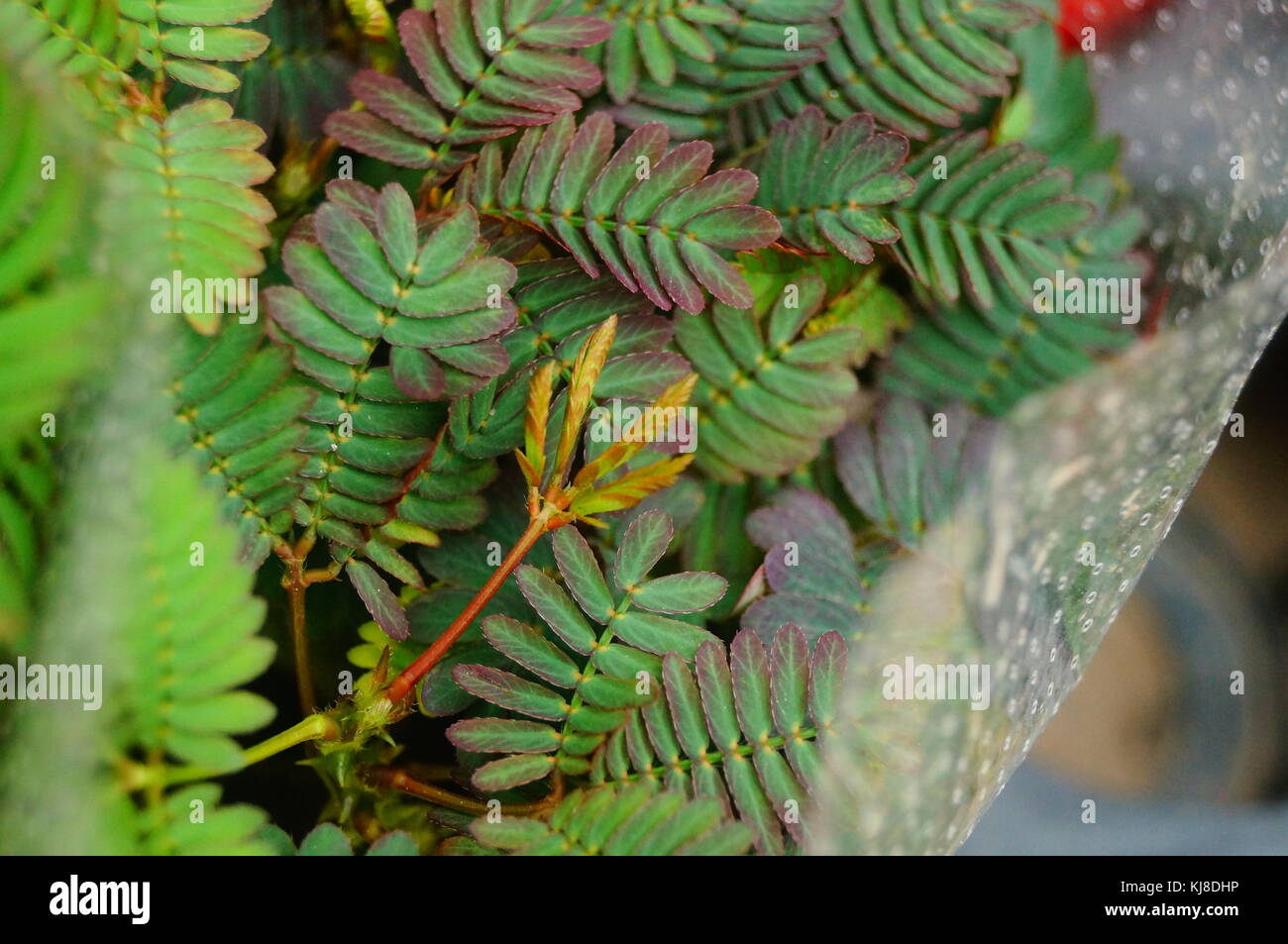 Mimosa ist eine besondere Blume Pflanze im Garten, angezeigt. Stockfoto
