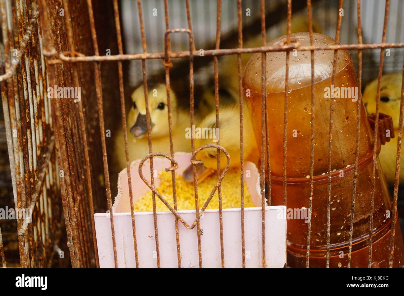 Kleine gelbe Enten, obwohl in Käfige gesperrt, verlieren ihre Freiheit, aber Sie haben immer noch nicht Ihre Lebendigkeit verlieren Stockfoto