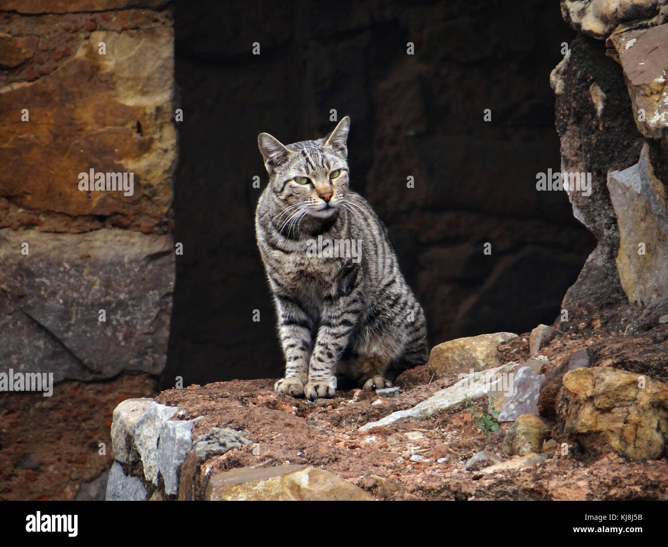 Katzen Stockfoto