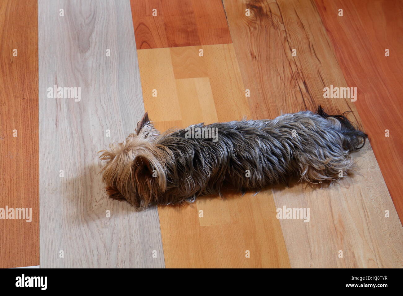 Süße kleine braune Hund schlafen auf einem bunten Interieur Holzboden in Querformat mit Kopie Raum Stockfoto