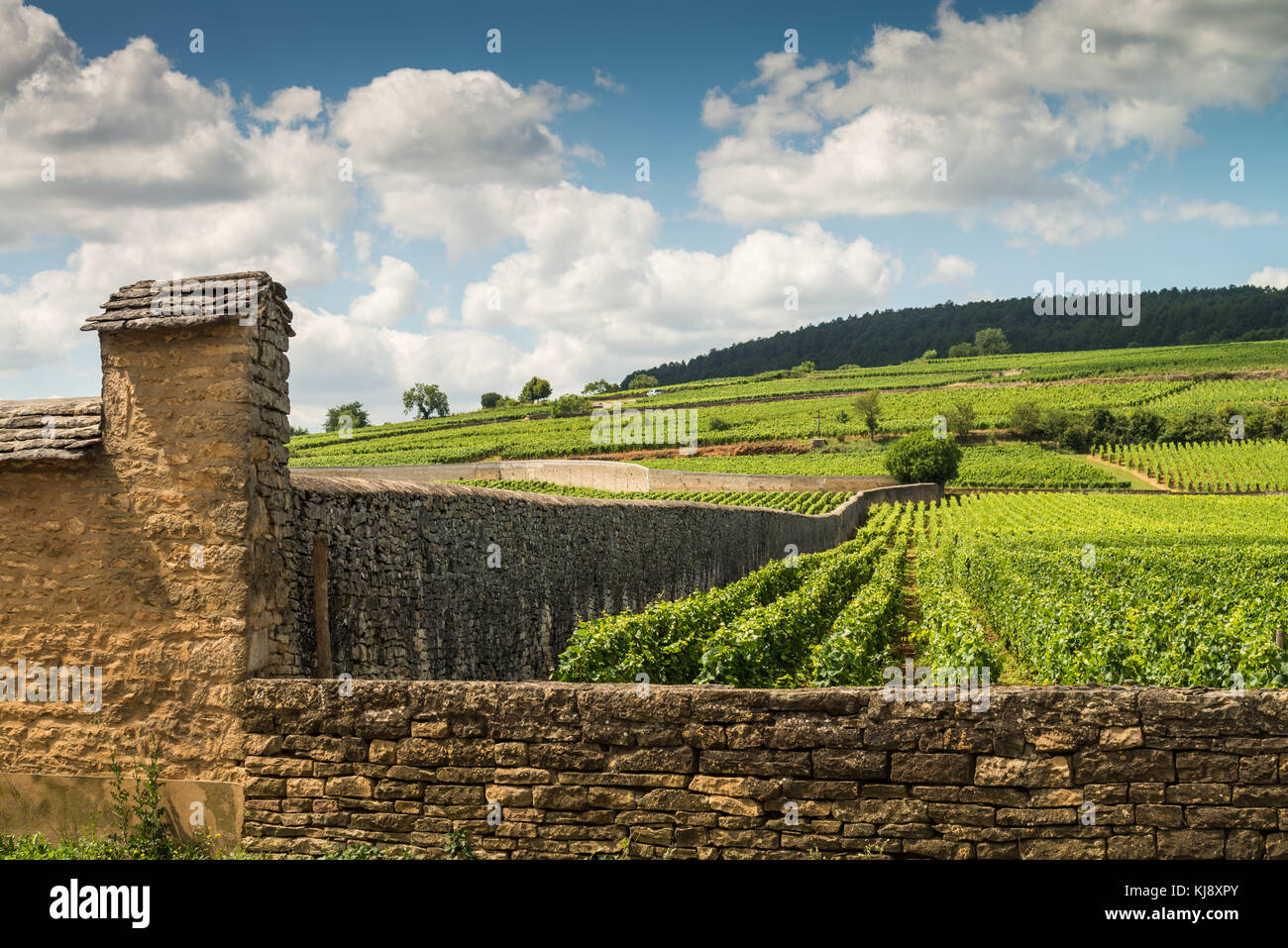 Die Weinberge der Côte de Beaune in der Nähe von Pommard, Burgund, Frankreich Stockfoto