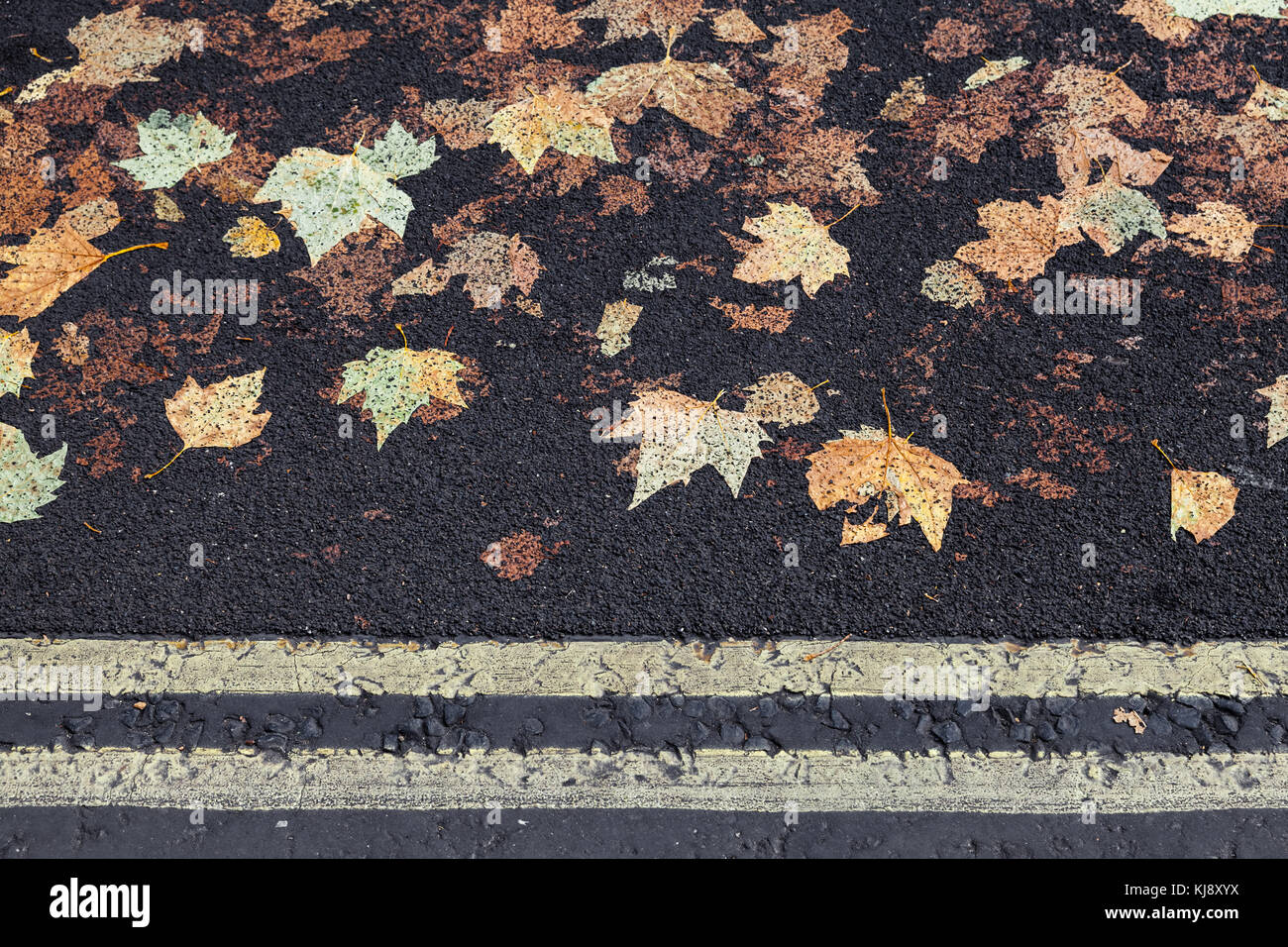 Urban Street Pflaster mit gelben Doppel Trennlinie und gefallenen Sycamore Blätter in schwarzen Asphalt bedruckt, Hintergrund Foto Textur Stockfoto