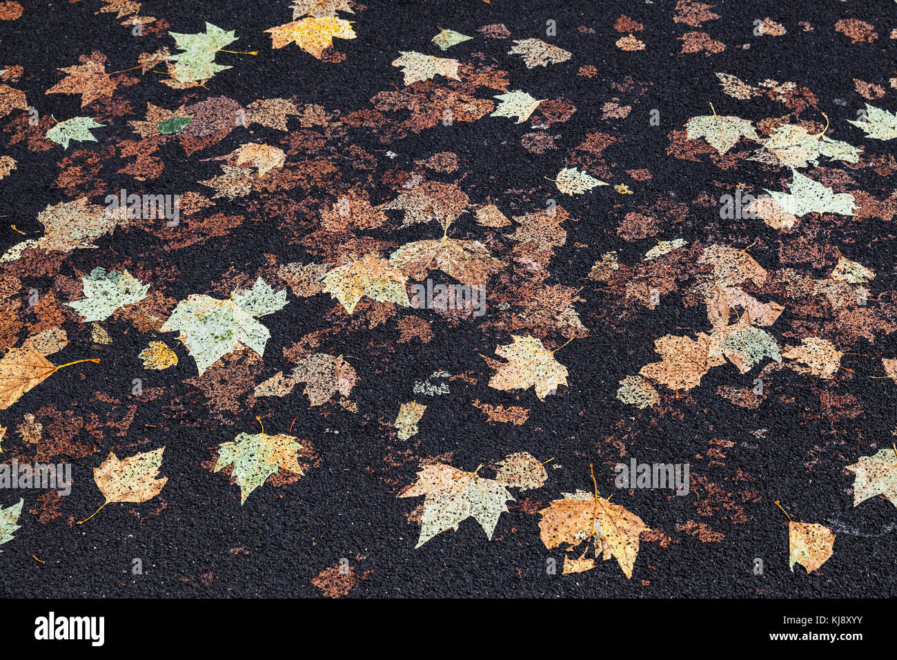 Straße Pflaster mit Gefallenen sycamore Blätter in schwarzen Asphalt bedruckt, Hintergrund Foto Textur Stockfoto
