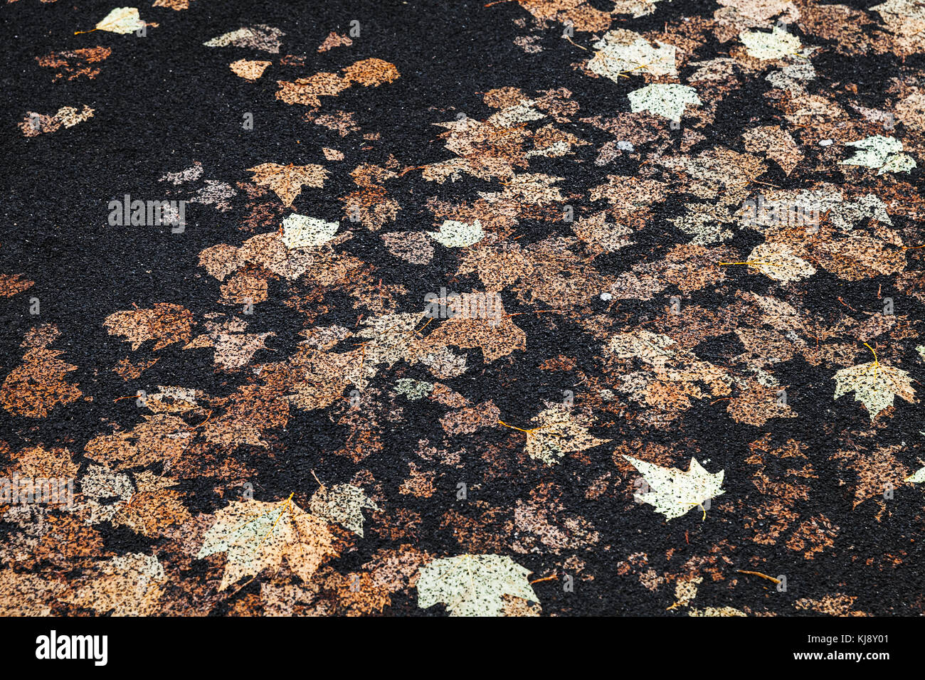 Urban Street Pflaster mit Gefallenen sycamore Blätter in schwarzen Asphalt bedruckt, Hintergrund Foto Textur Stockfoto