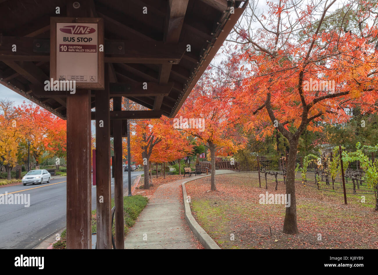 Die Bushaltestelle, und chinesischen Pistache (Pistacia chinensis), in den Farben des Herbstes, Yountville, Napa Valley, Kalifornien, USA. Stockfoto