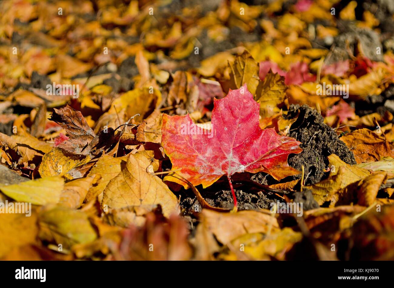 Toller anblick Fotos und Bildmaterial in hoher Auflösung Alamy