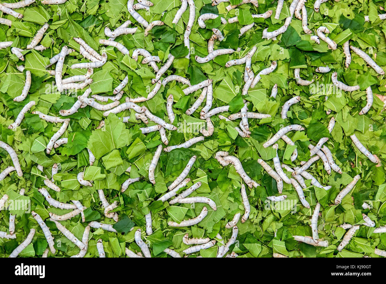 Viele Seidenraupen essen grüne Blätter. Raupen eines Silkworm Blatt eines Mulberry essen. Stockfoto