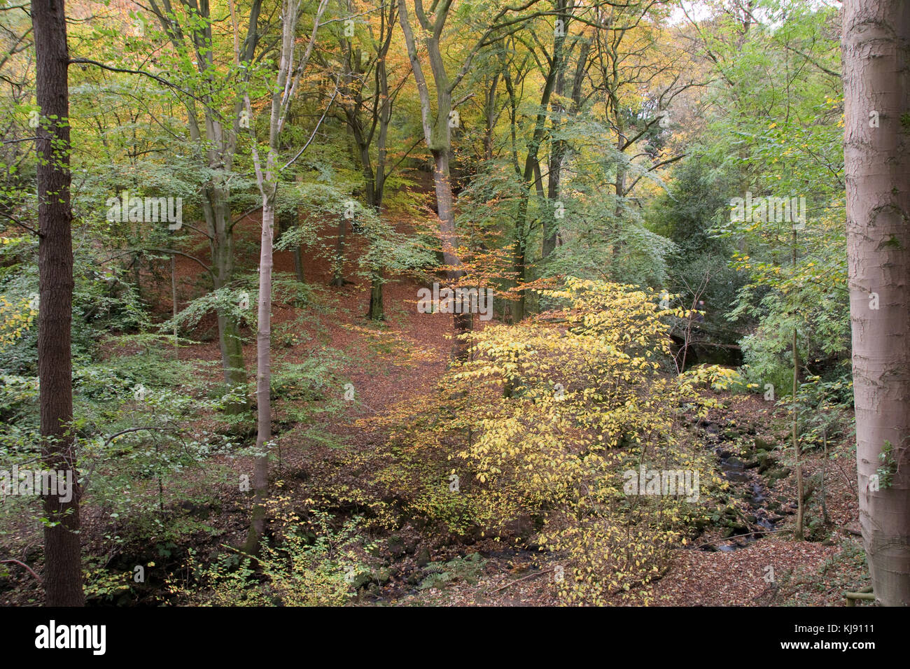 Herbst woodland Scenic mit gelben, roten und grünen Blätter Schmücken der Bäume, Sheffield Stockfoto
