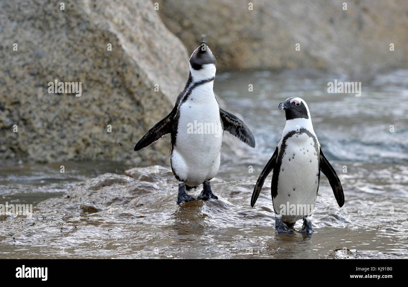 Afrikanische Pinguine (spheniscus demersus) an Land aus dem Meer gehen. Südafrika. Stockfoto