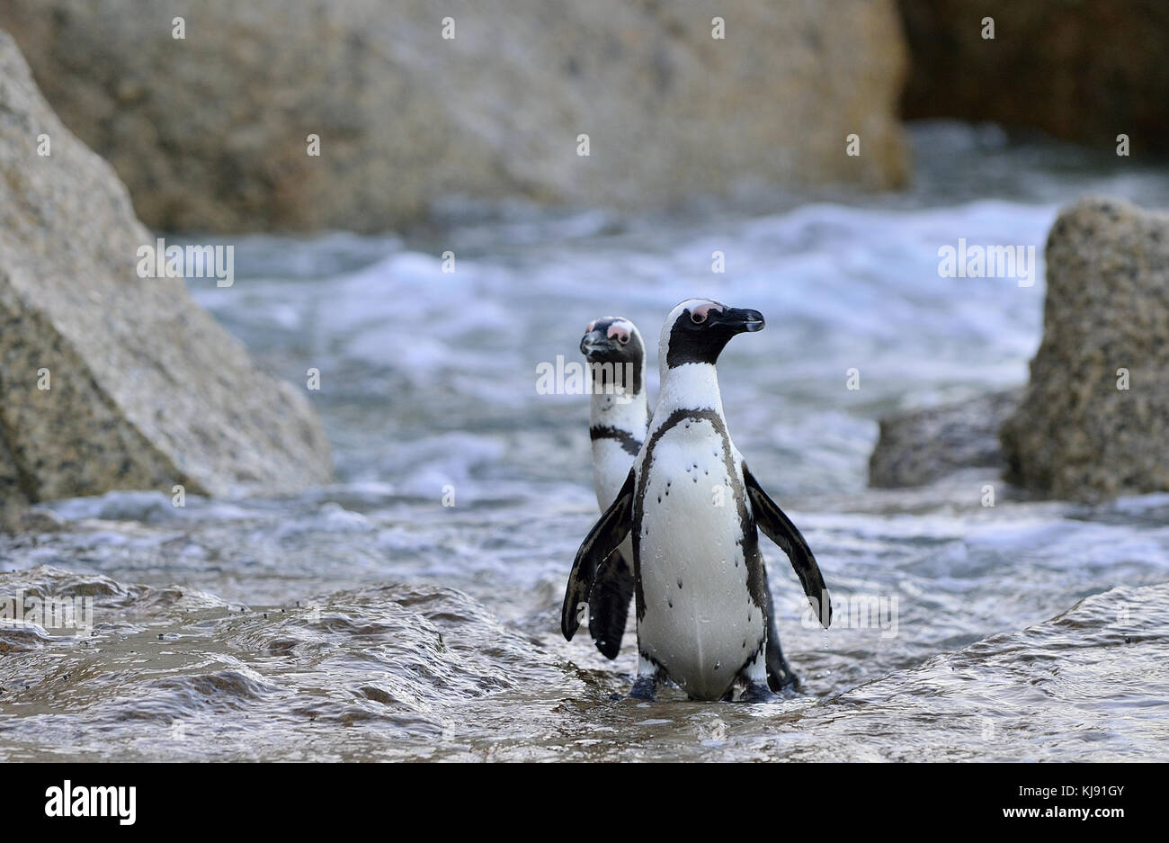 Afrikanische Pinguine (spheniscus demersus) an Land aus dem Meer gehen. Südafrika. Stockfoto