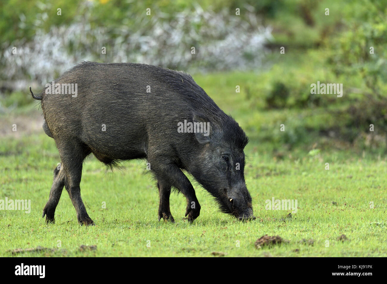 Die indische Wildschwein (Sus scrofa cristatus), auch als andamanese Schwein oder moupin Schwein bekannt. Yala National Park Sri Lanka Stockfoto