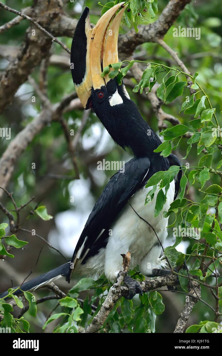 Die malabar pied Hornbill (anthracoceros Coronatus), auch bekannt als weniger pied Hornbill Stockfoto